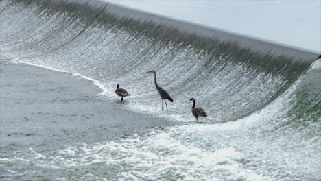 Canada-Geese-And-Black-Heron-On-Weir-With-Flowing-Water