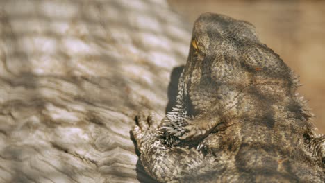 Bearded-Dragon-Lizard-Sun-Baking-On-A-Branch-CLOSE-UP