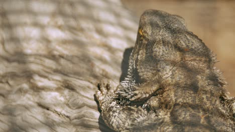 dragón barbudo lagarto sol hornear en una rama de cerca