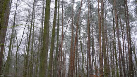 bosque, nieve de invierno, gran ángulo, árbol de hoja perenne, día de invierno la nieve se derrite