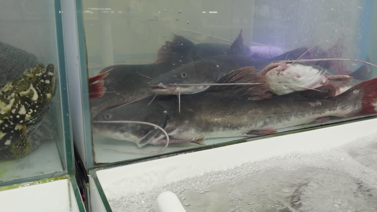 Peixe-gato vivo nadando em aquário de restaurante de mercado de frutos do mar. Peixe fresco esperando para ser cozinhado em tanque de água, conceito de seleção de frutos do mar em mercado de peixe local.
