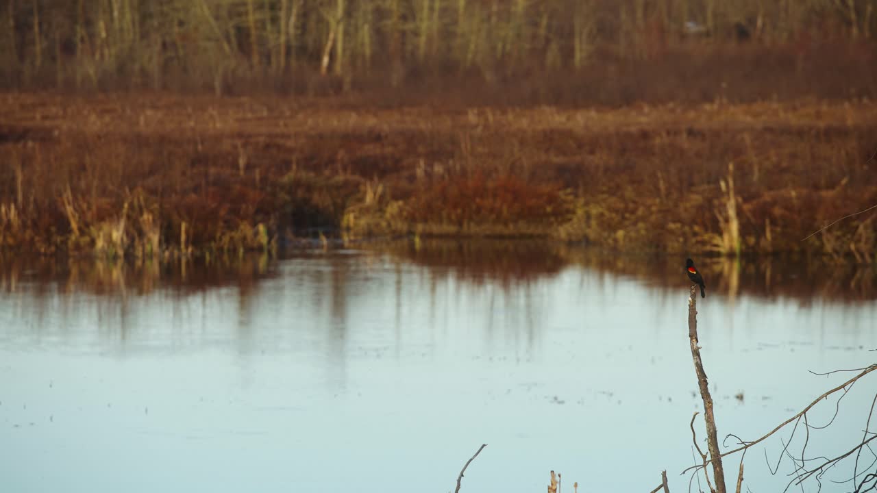 Majestic rare red spotted black bird in bird sanctuary at golden hour 4k 60p