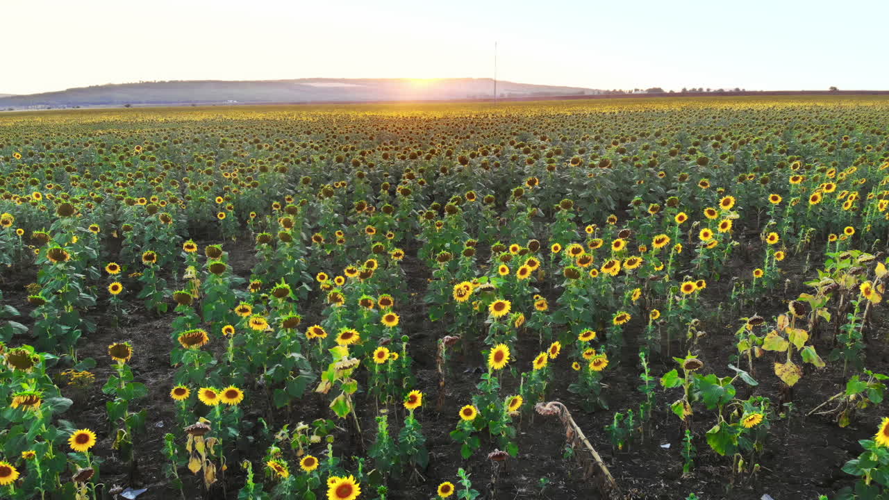 Aerial drone shot of sunflower field with green hills on background. Orange sunset in Moldova