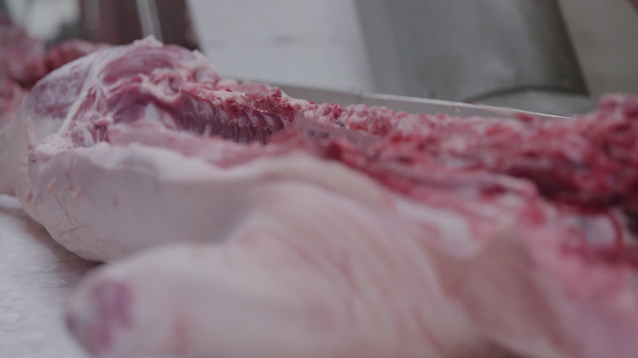 한 사람 이 특수 한 도구 로 돼지고기 사체 에서 고기 한 조각 을 잘라 내고 있다