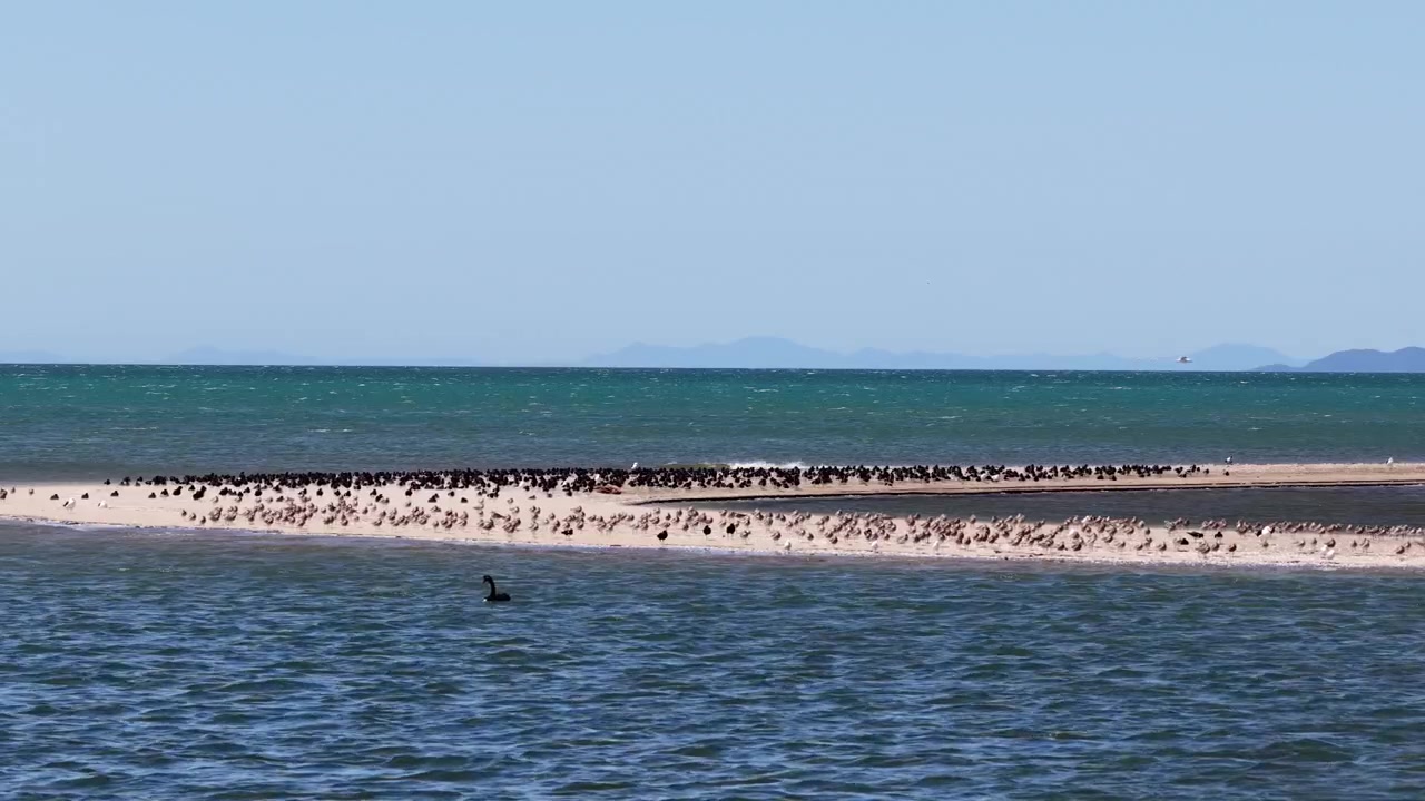 Stor flok havfugle hviler på en smal sandtange mellem turkisblåt hav og blå himmel ved Farewell Spit, New Zealand.