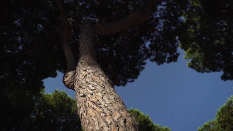 Low-angle-shot-of-tree-tops-against-a-blue-sky