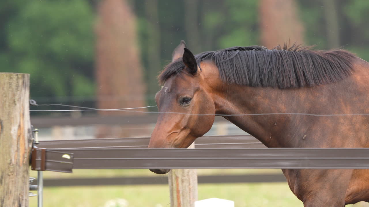パドックのフェンスのそばに立っている黒い毛皮の茶色い馬のサイドビュー