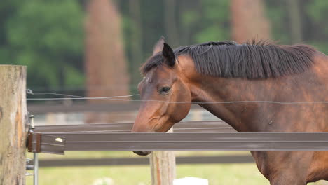 Side-view-of-a-brown-horse-with-a-black-mane-standing-by-a-fence-in-a-paddock