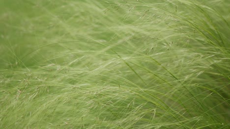 High,-green-green-grass-swaying-in-the-wind,-close-up