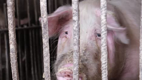 a zoomedin image of the big dirty pig that lives i 4k 2025 08 04 05 45 24 utc.mov | agricultural, agriculture, agro, agrobusiness