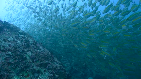 School-of-fusiliers-darts-quickly-toward-the-camera-to-avoid-being-eaten-by-a-large-Queenfish