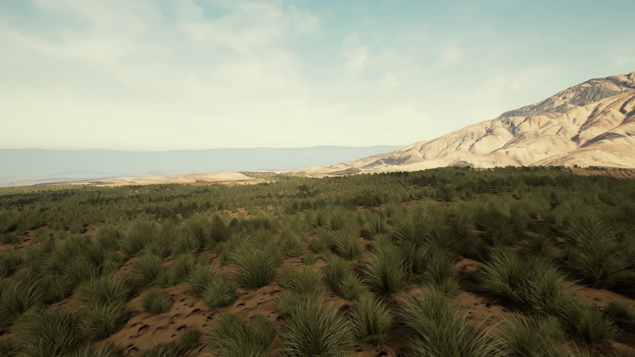 Erba verde nel Deserto di Liwa