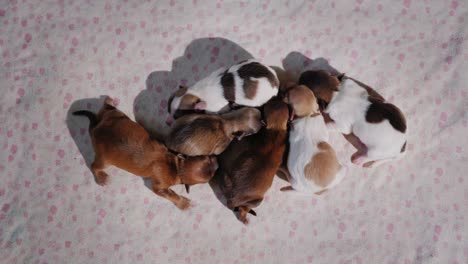 six newborn puppies, stretch to each other. view from above