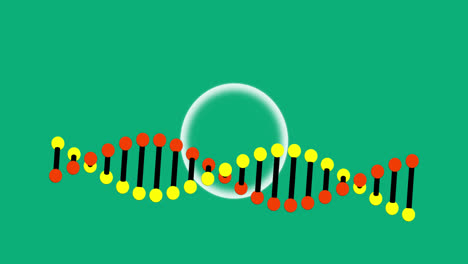 Animación-Del-ADN-Girando-Sobre-Fondo-Verde