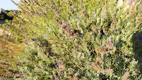 bees pollinating lavender in a sunny field