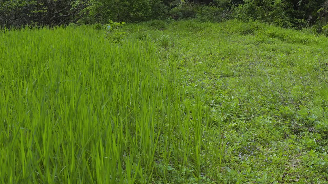 일본 농촌의 버려진 들판, 돗토리에서 자라는 키 큰 천연 쌀 줄기