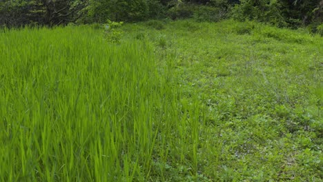 Altos-Tallos-De-Arroz-Natural-Que-Crecen-En-Un-Campo-Abandonado-De-Las-Zonas-Rurales-De-Japón,-Tottori