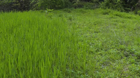 altos tallos de arroz natural que crecen en un campo abandonado de las zonas rurales de japón, tottori