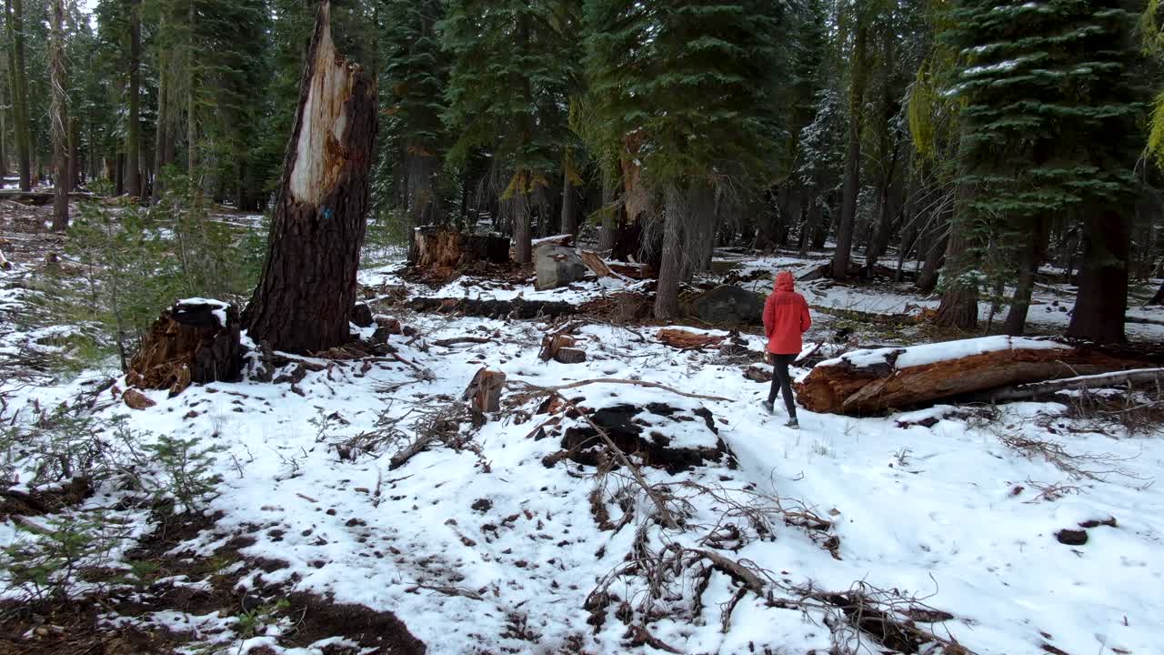 mujer joven caminando sola en un bosque misterioso con troncos de árboles cubiertos de nieve blanca