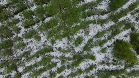 Establecimiento-De-Imágenes-Aéreas-De-Pájaros-De-árboles-Cubiertos-De-Nieve-Ligera,-Bosque-De-Pinos-Nórdicos,-Día-De-Invierno-Nublado-Y-Neblinoso,-Aumento-De-La-Niebla,-Nubes-Bajas-En-Movimiento,-Amplia-Toma-De-Drones-Avanzando