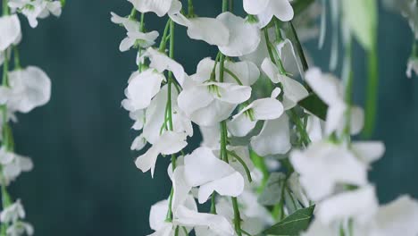 Nahaufnahme-Von-Orchideenblüten-Mit-Weißen-Blütenblättern-In-Zeitlupe