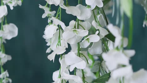 slow motion close view orchid flowers with white petals