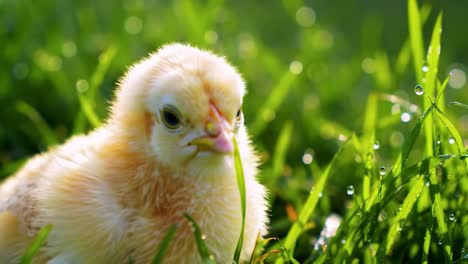 a curious chick exploring its dewy grass environment, capturing the innocence and vibrancy of nature in this close-up view of a young bird
