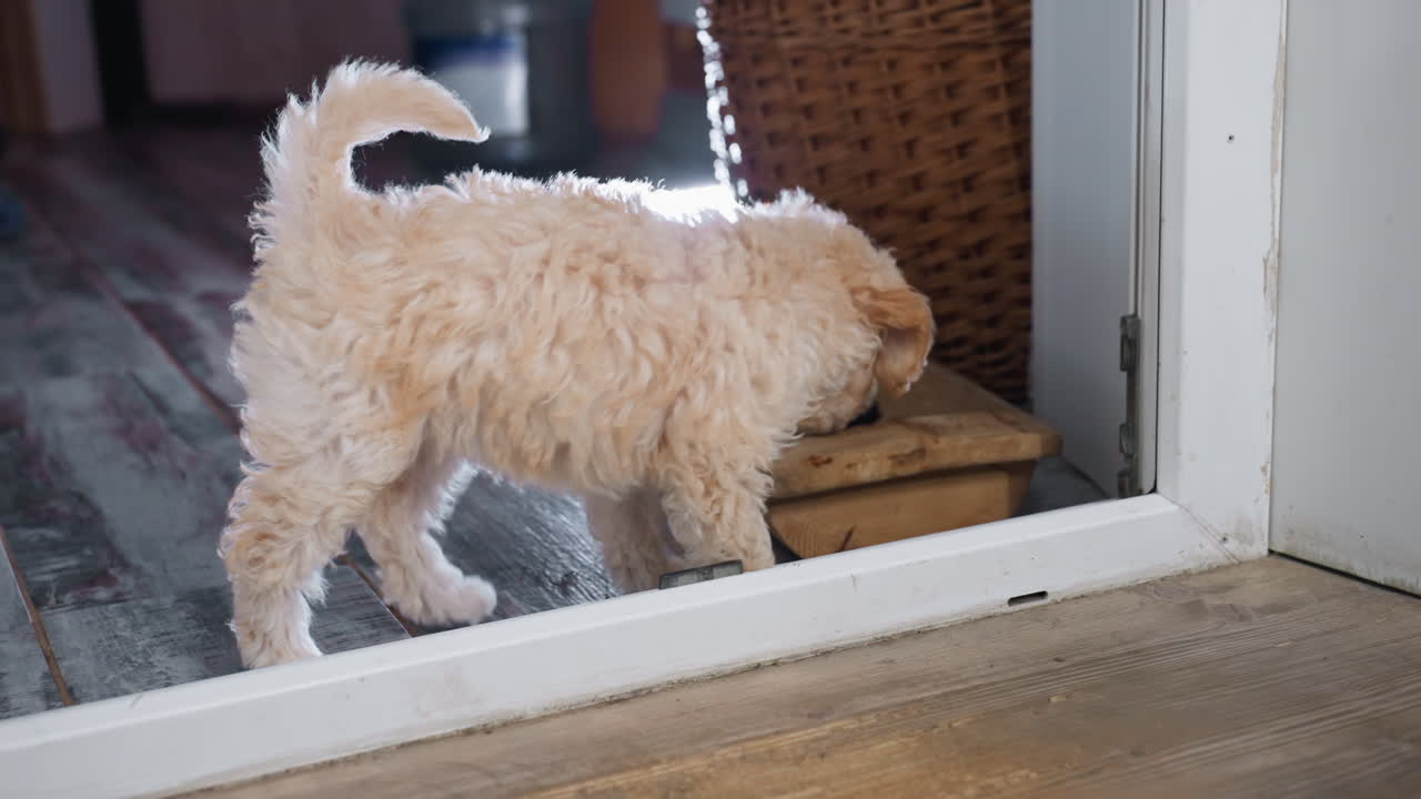 Puli puppy energetically playing near wooden pot filled with rich potting soil, positioned close to open door, with sunlight casting reflections on cozy indoor floor and wicker basket in background