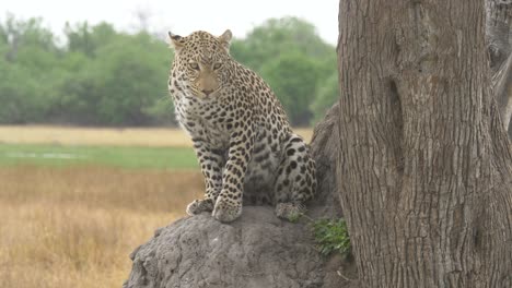 leopardo poniéndose cómodo en una roca debajo de un árbol