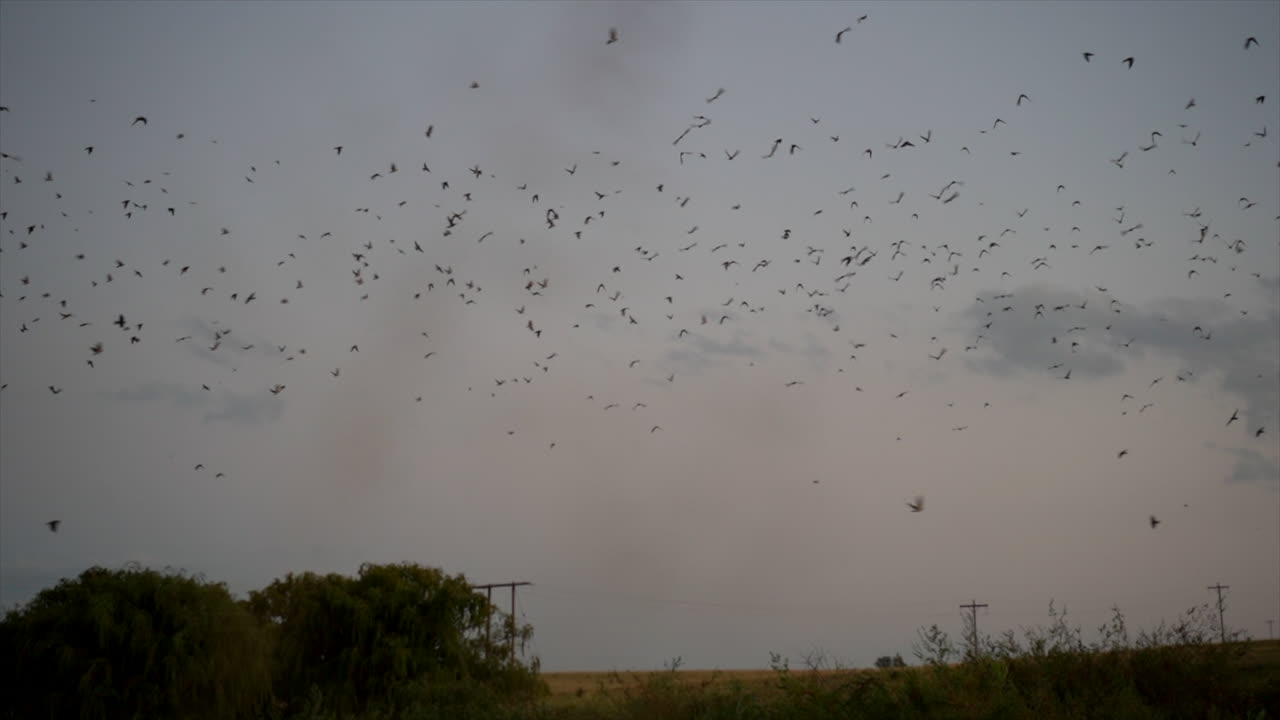 South African Cliff Swallows flying at sunset back to their nests