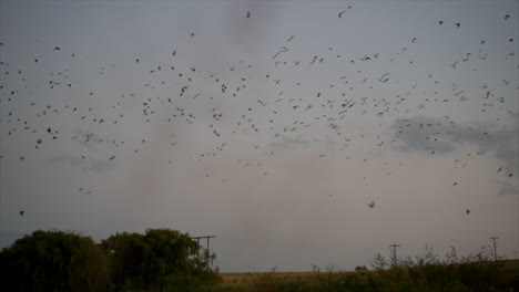 south african cliff swallows flying at sunset back to their nests