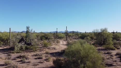 Malerische-Wüstenlandschaft-Mit-Saguaro-Kakteen-Und-Feldweg-In-Der-Sonora-Wüste