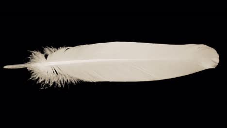 a looped video with alpha of a white pigeon feather rolling