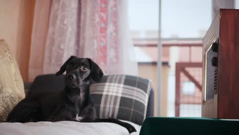 Pequeño-Perro-Negro-Relajándose-En-El-Sofá-Frente-A-Un-Televisor