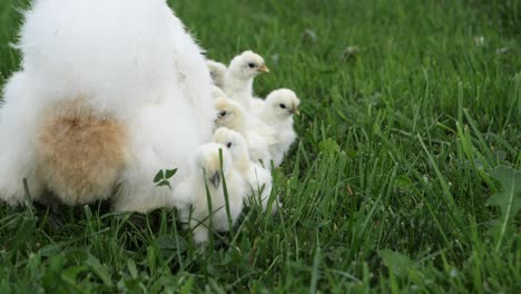 cámara lenta de pollos comiendo hierba, polluelos de seda jugando en la hierba