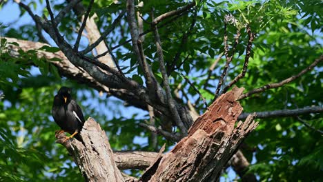 White-vented-Myna,-Acridotheres-grandis,-Khao-Yai,-Thailand