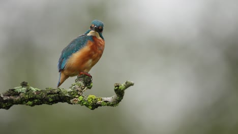 Der-Geduldige-Eisvogel-Sitzt-Auf-Einem-Ast-Und-Hält-Ausschau-Nach-Beute,-Auf-Die-Er-Sich-Stürzen-Kann