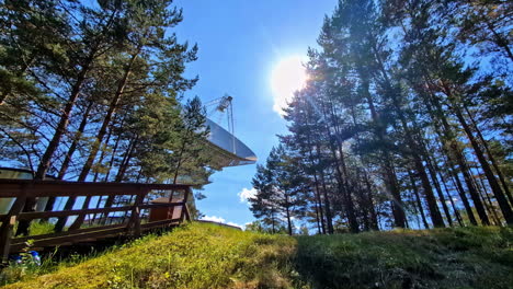 large satellite dish amidst pine trees under a bright sky