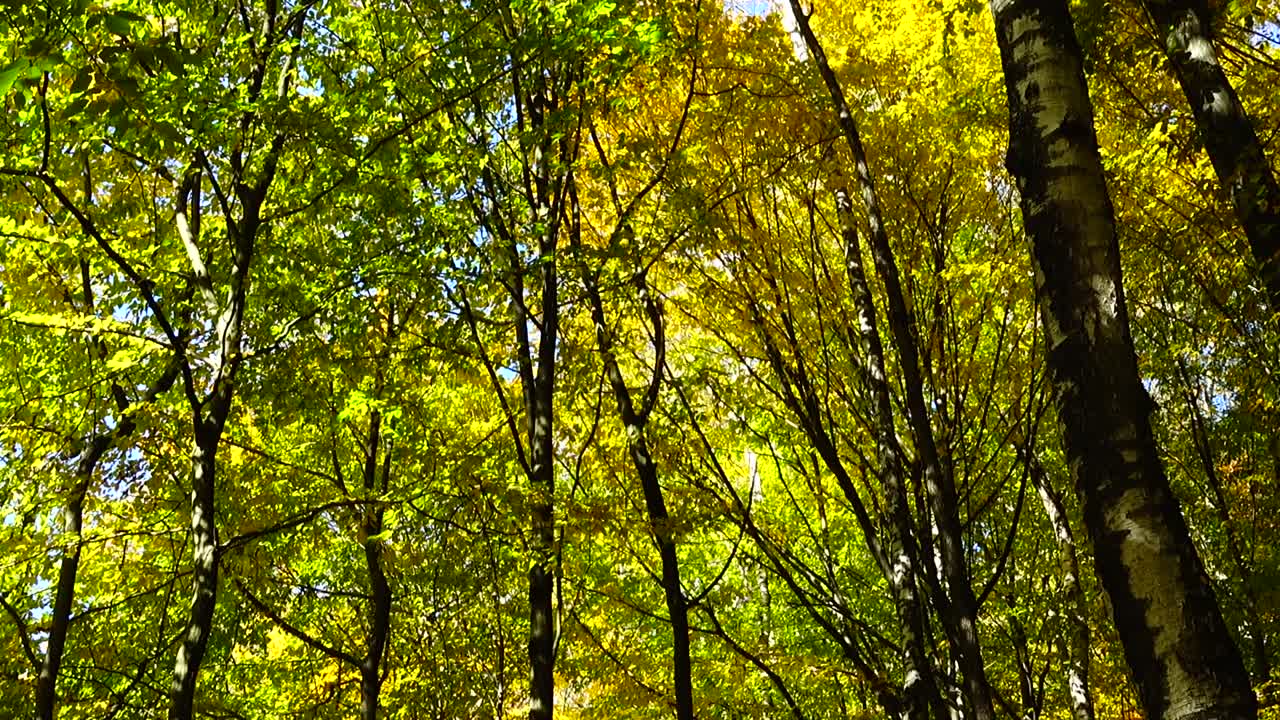 Alberi autunnali a ottobre