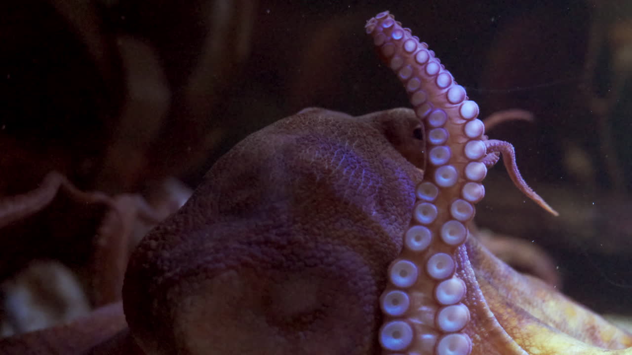 An octopus swims up to the glass in an aquarium