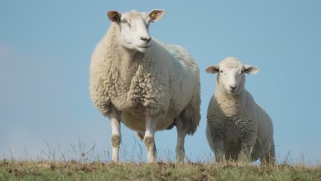 A-flock-of-sheep-stands-on-the-hill-on-a-lush-green-meadow