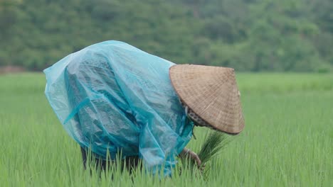 farmer planting rice in a paddy field