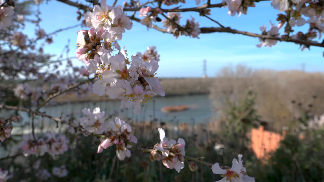 Blooming almond tree on a sunny day