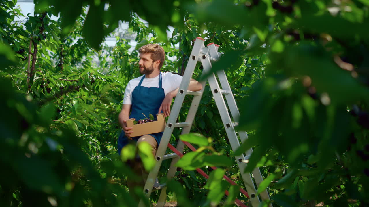 dueño de un negocio agrícola en una plantación sosteniendo una caja de cerezas dulces en un día cálido y soleado