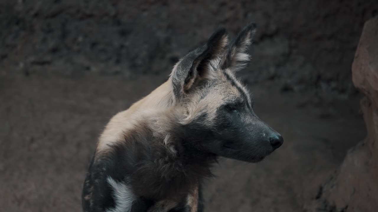 cerca de un perro pintado africano en un paisaje árido en sudáfrica