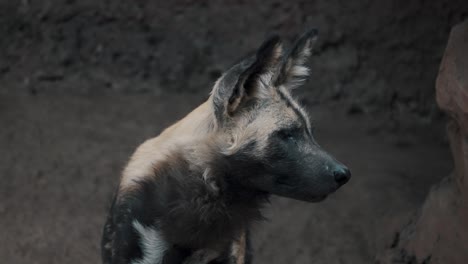 close up of african painted dog in arid landscape in south africa