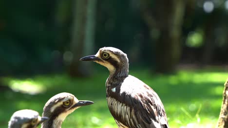 Shy-ground-dwelling-bush-stone-curlew,-burhinus-grallarius-standing-on-open-plain-under-the-shade,-wondering-around-its-surroundings,-close-up-shot