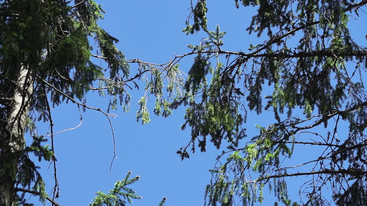 바람에 흔들리는 소나무 덤불, 푸른 하늘