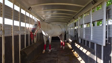 Una-Toma-De-Empuje-De-Un-Hermoso-Caballo-Blanco-En-Su-Remolque