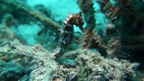 hedgehog seahorse holds rock with tail sways in current on coral reef
